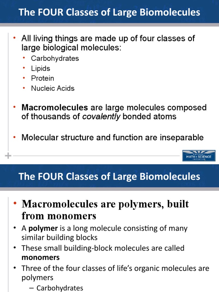 The FOUR Classes of Large Biomolecules الجزيئات الاربع الحيوية الاكبر