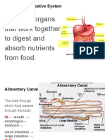 Intro To Digestion