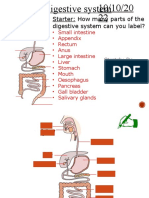 MN The Human Digestive System