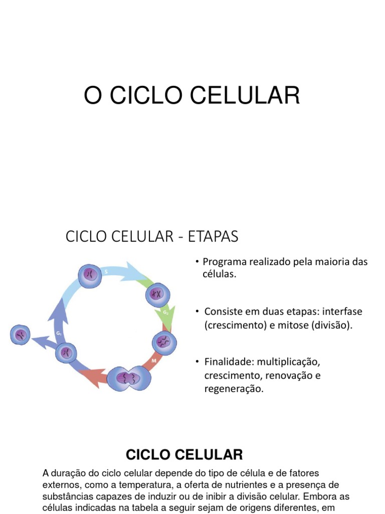 Ciclo Celular e Mitose 2021 Com Vídeos | PDF | Mitose | Ciclo de célula