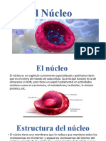 Diapositiva de El Nucleo