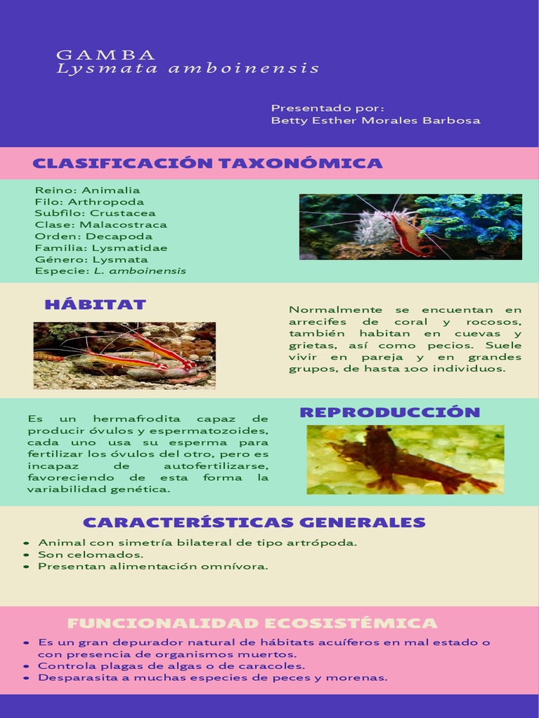 Infografía Gamba | PDF