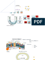 TRANSPORTE A TRAVES DE MEMBRANA 