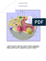 La Célula Eucariota