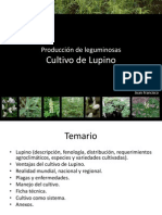 Cultivo de Lupino 1