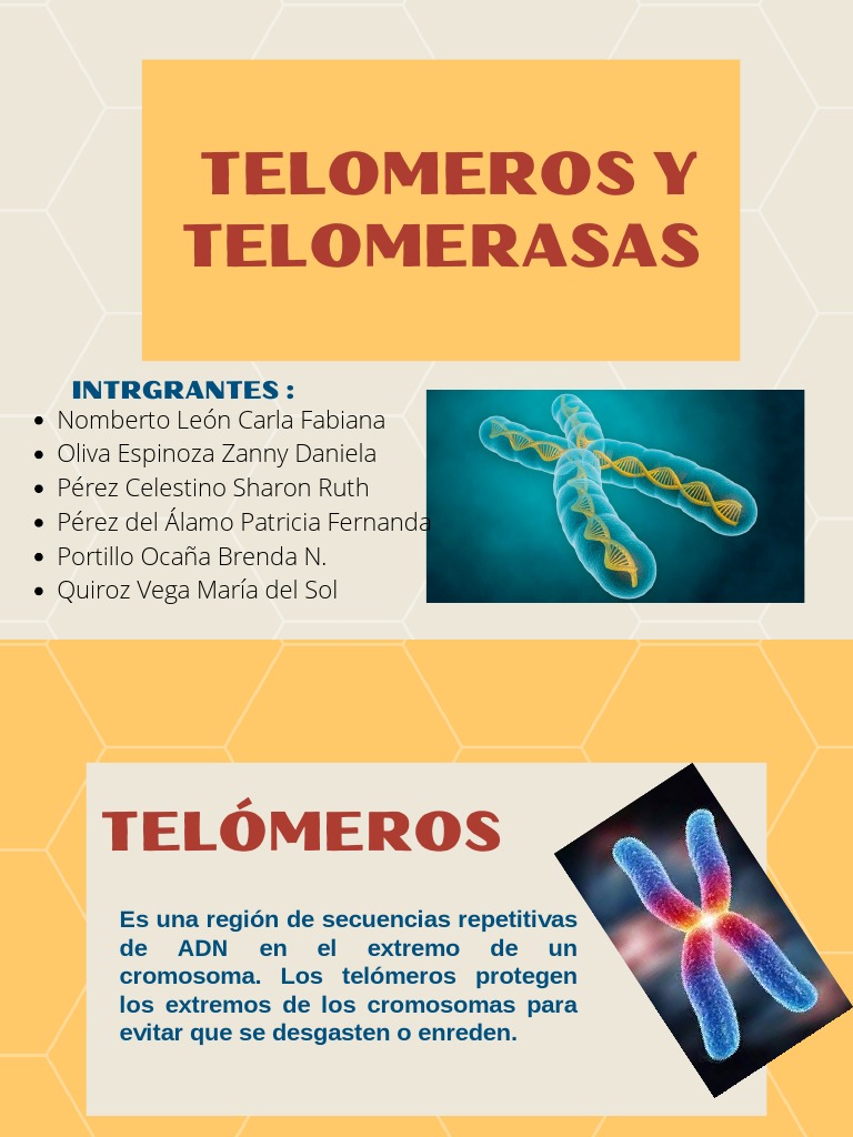 Telómeros y Telomerasa: Funciones y Efectos | PDF | Telómero | Rna