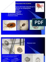 Acarosis en Cuyes