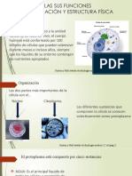 Las Células Sus Funciones