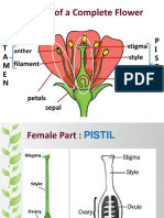 Information Sheet - Flower - Parts and Functions