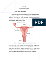 ANATOMY GENITALIA