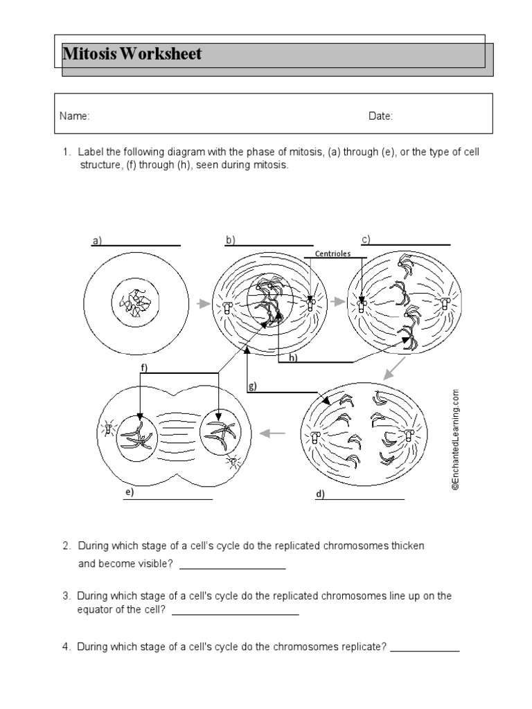 Mitosis worksheet (1) | PDF
