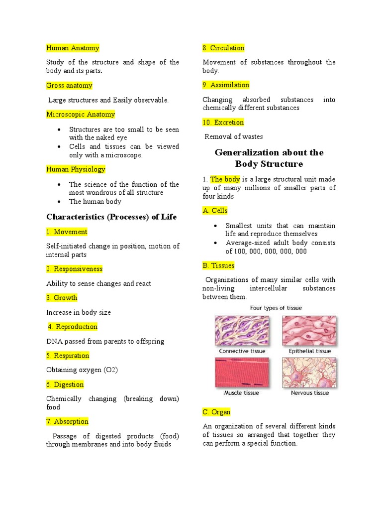 Human Anatomy | PDF | Human Body | Anatomical Terms Of Location