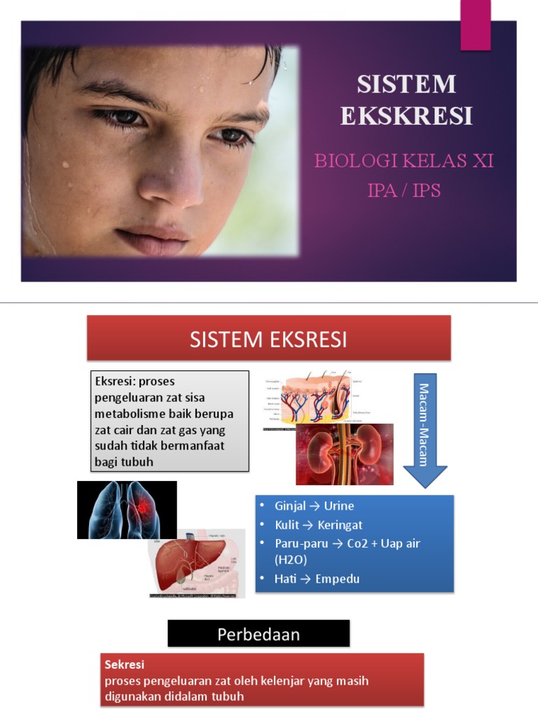 materi-sistem-ekskresi-semester-2-pdf