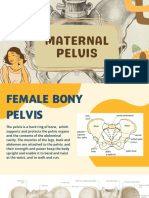 Maternal Pelvis