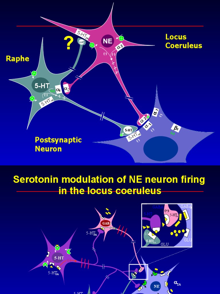 Serotonin and norepinephrine modulation in the locus coeruleus PDF Serotonin Neuroscience
