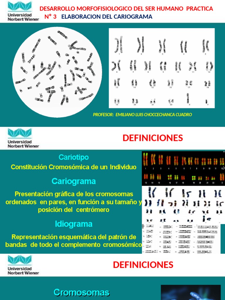 Practica 3 Elaboración Del Cariograma ACTUAL - 878488701 | PDF