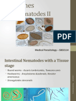  Nematodes II 