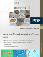 SBD2114 - Week 4 - Nematodes III
