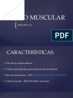 Tejido Muscular