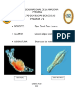 Reconocimiento de rotíferos y gastrotricos