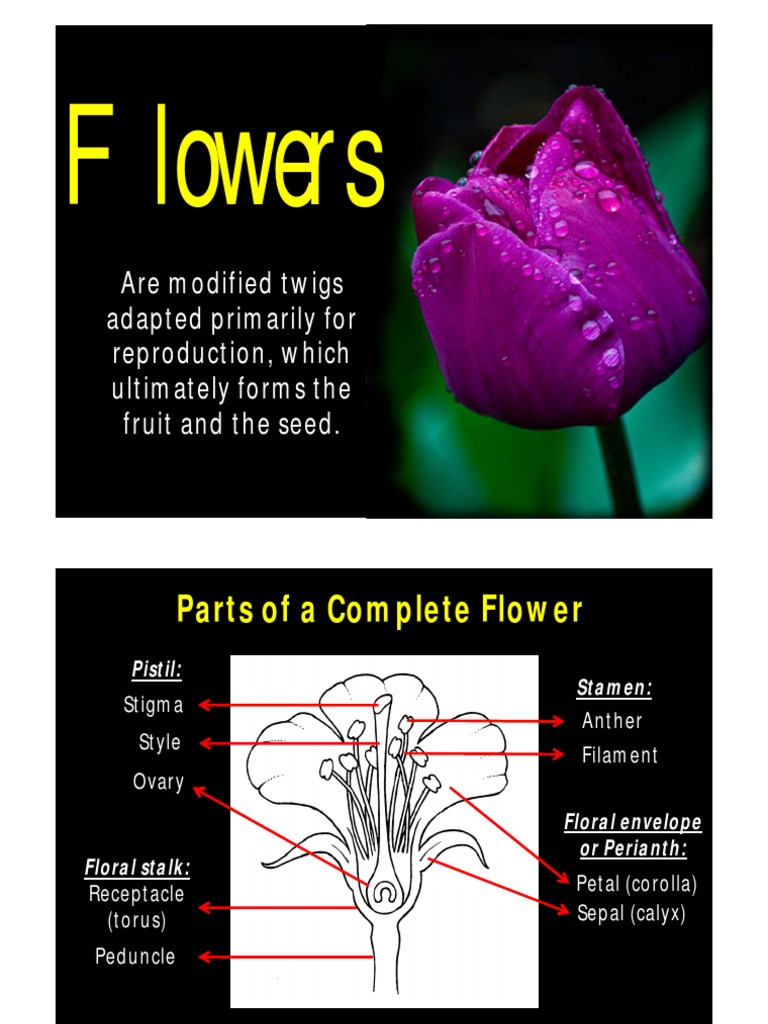Flowers Lab Mode] Plant Morphology Horticultural