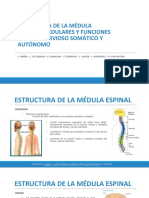 Estructura de La Médula