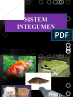 sistem integumen ppt