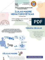 SEMINARIO 6-Células Madre