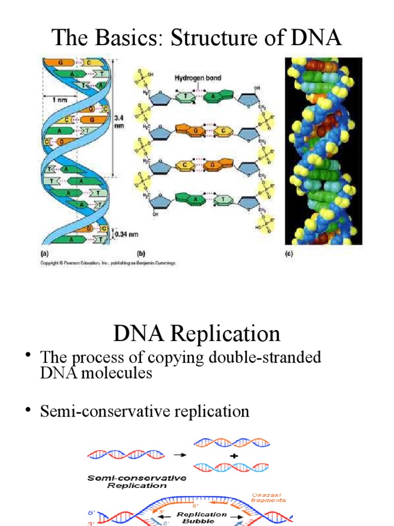central-dogma-pdf