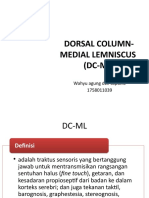 Traktus Dorsal Column Medial Lemniscus
