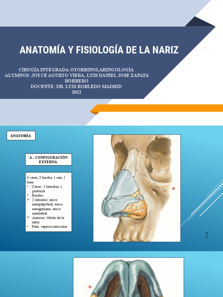 Anatomía y Fisiología de la Nariz | PDF | Nariz humana | Sistema ...