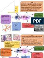 Práctica Espiroquetas Bacteriologia