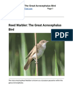 Reed Warbler The Great Acrocephalus Bird