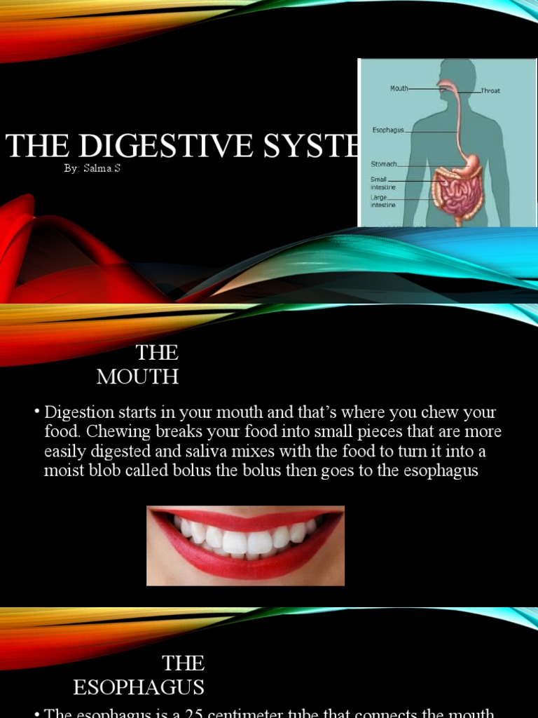 The Digestive System | PDF | Human Digestive System | Gastrointestinal ...
