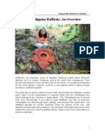 An Overview of Philippine Rafflesia