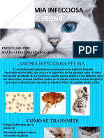 Anemia Infecciosa Felina