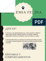 Leucemia Felina 2