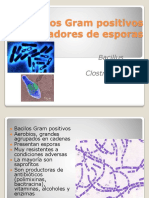 Bacillus y Clostridium