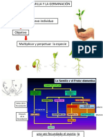 GERMINACION