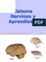 Sistema Nervioso y Aprendizaje i 5343