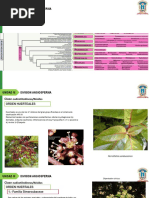 Taxonomía-Unidad III. Malvidas