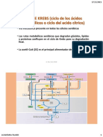 Ciclo de Krebs