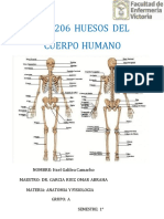 Anatomia y Fisiologia Los 206 Huesos Del Cuerpo Humano