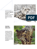 Leopardo de Las Nieves