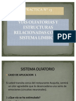 Labo 13 Vias Olfatorias y Estructuras as Cn El Sis Limbico