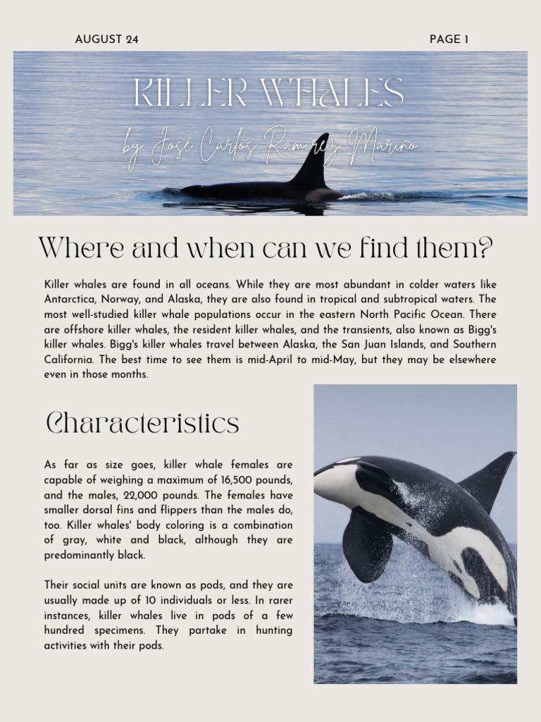 Killer Whales | PDF | Whales | Cetacea
