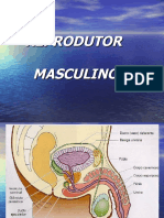 Repmasculino Med 2022