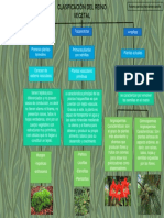 Clasificacion Del Reino Vegental