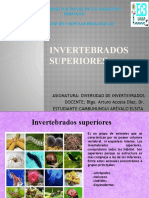 Invertebrados superiores: grupos principales