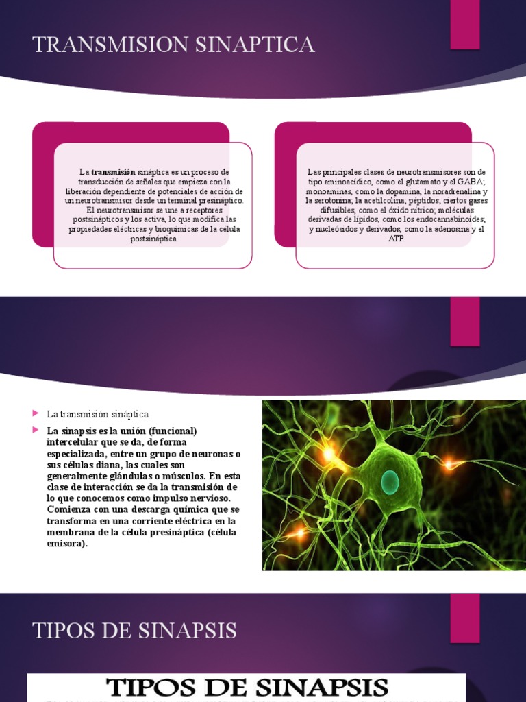 Transmisión Sináptica y Comunicación Neuronal | PDF | Sinapsis | Neurona